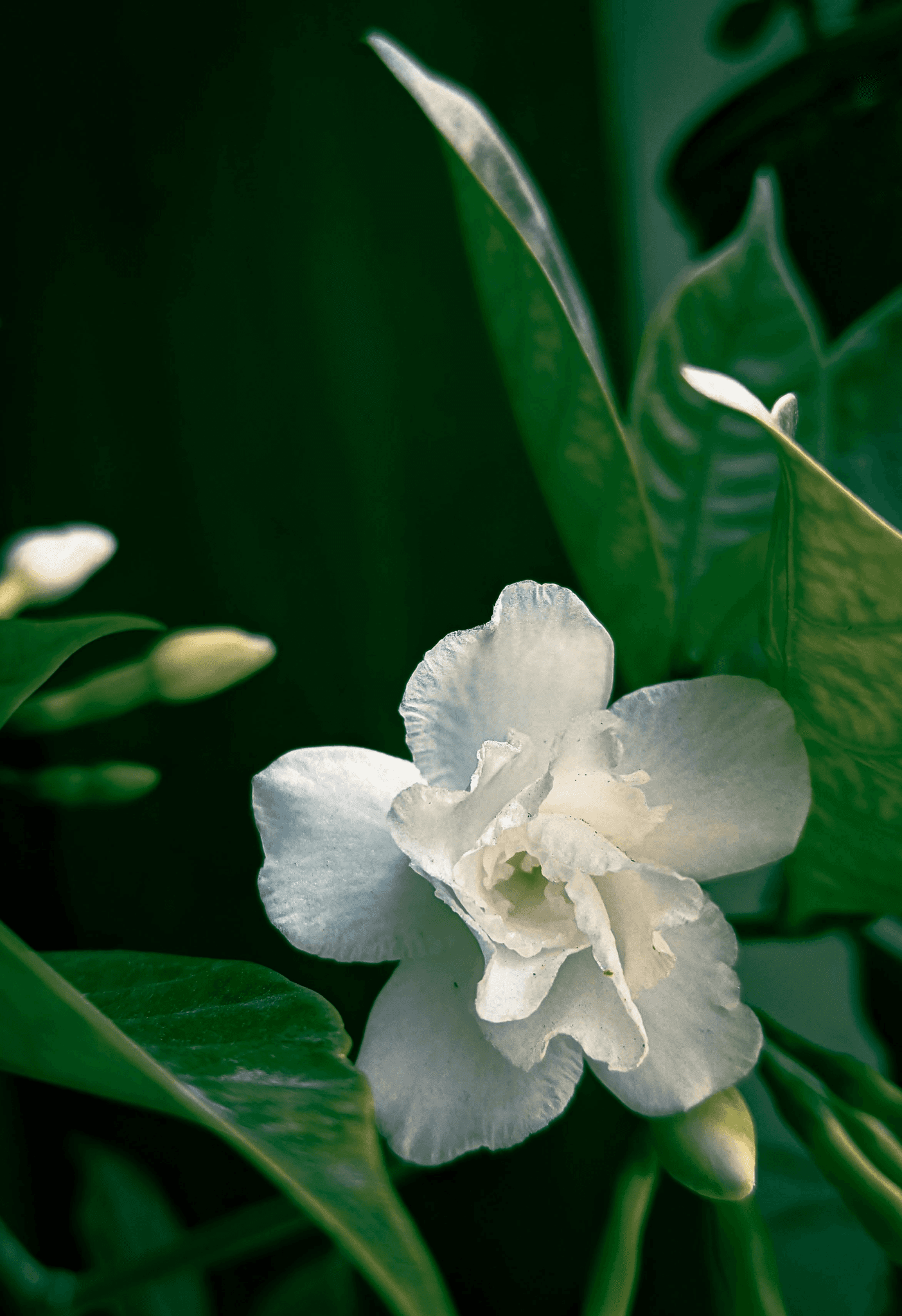 a white flower with green leaves in the background